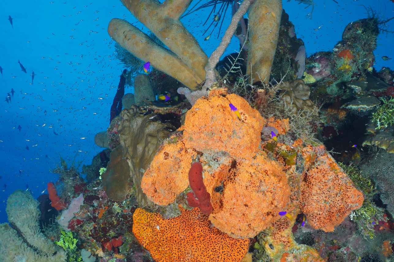 Marine Life - Belize Aggressor V