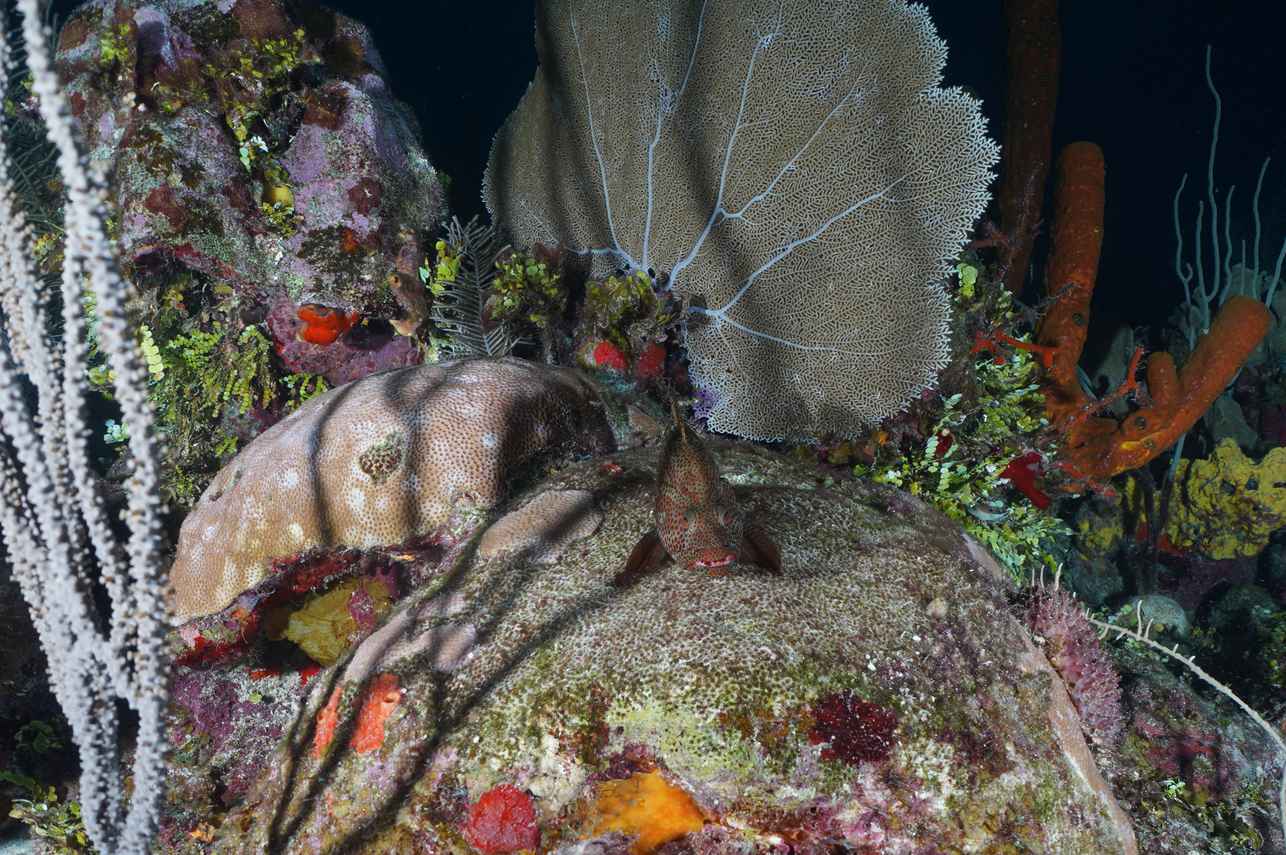 Marine Life - Belize Aggressor V