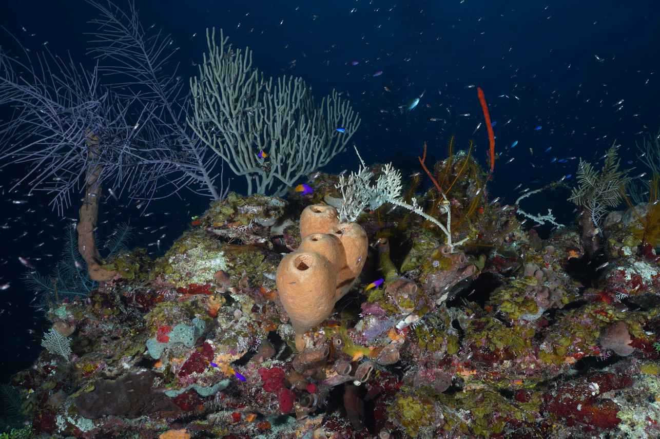 Marine Life - Belize Aggressor V