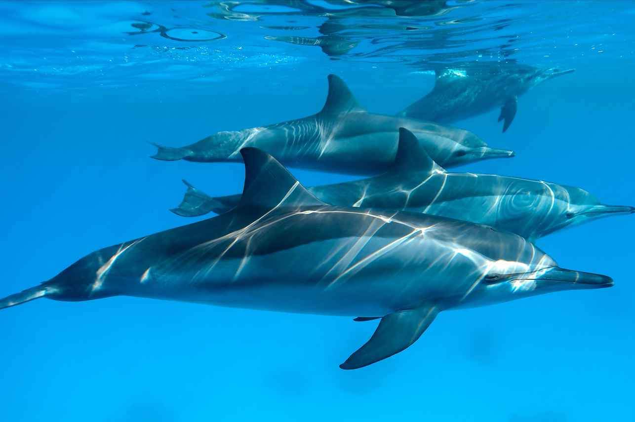 Dolphins