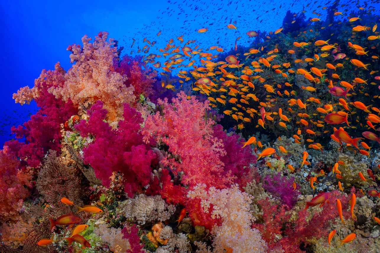 Coral Reef - Dune Longara