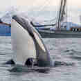 Orca