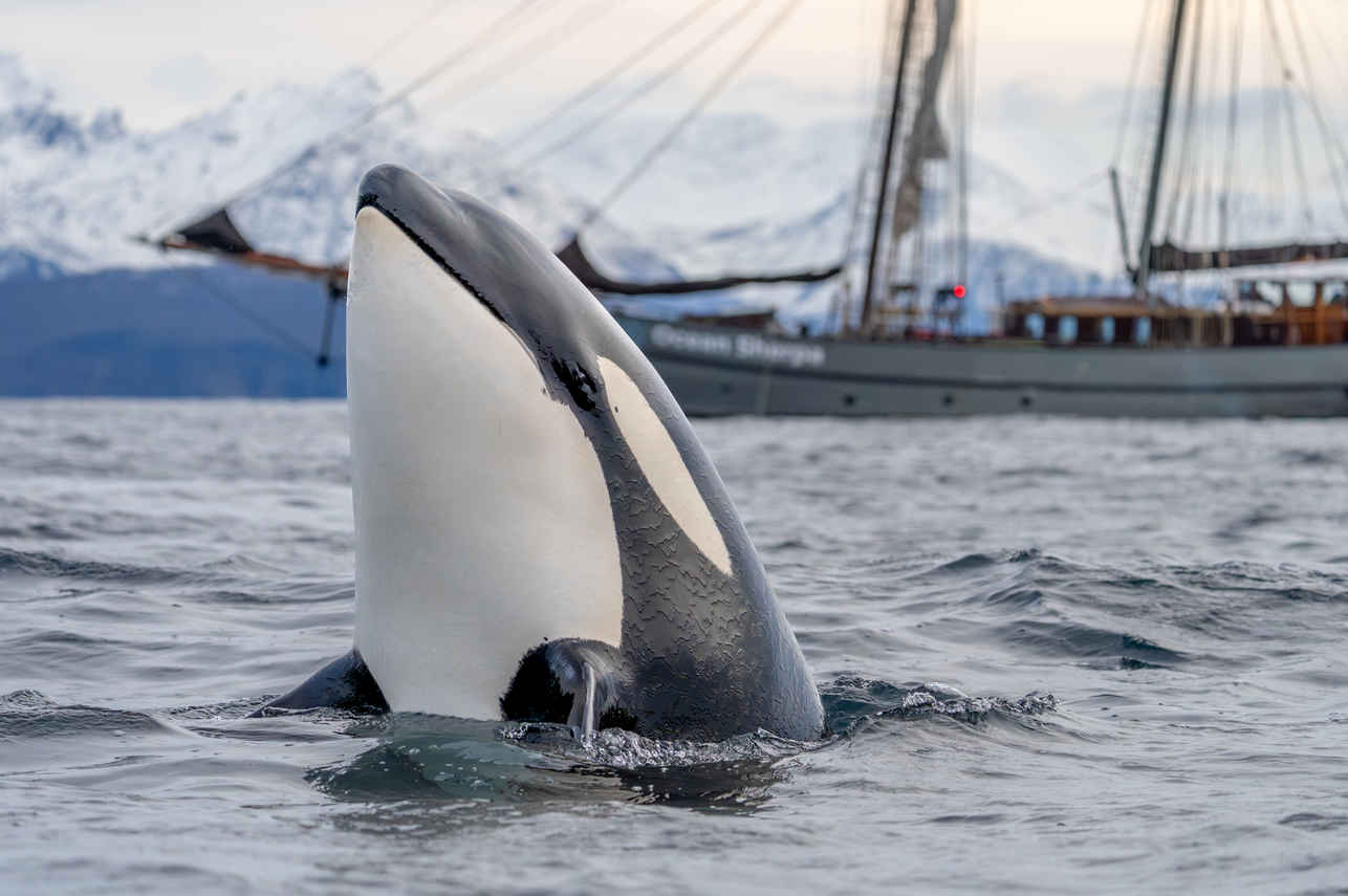 Orca