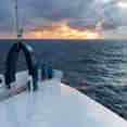 Swan's Nest