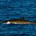 Discoverer Arctic