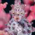 Pygmy Seahorse