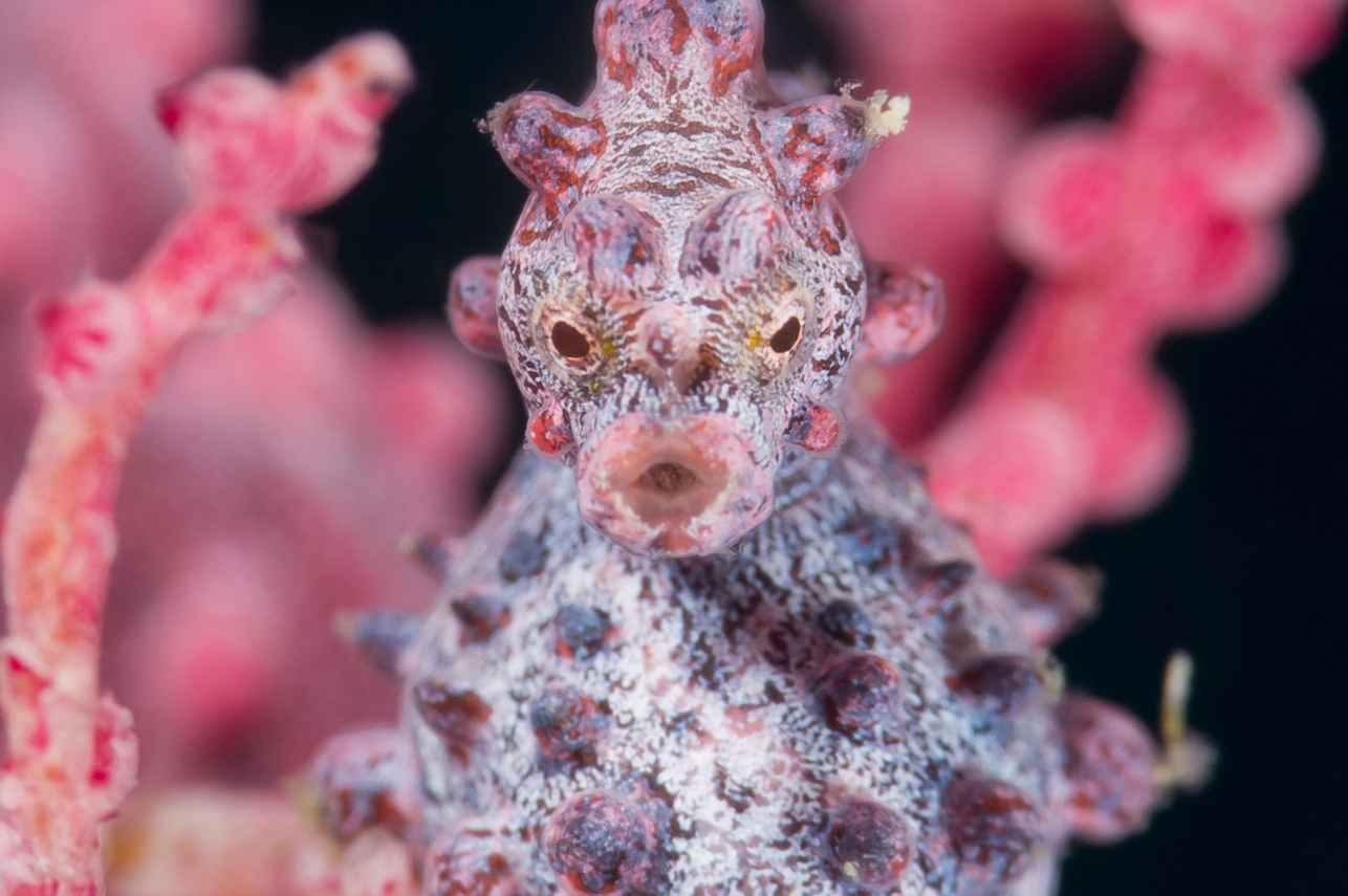 Pygmy Seahorse