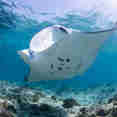 Manta - Felicity