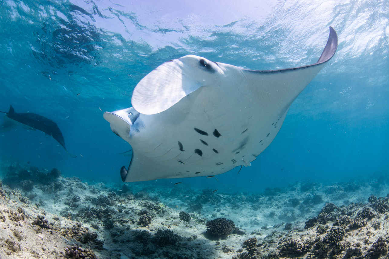 Manta - Felicity