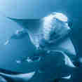 Manta - Felicity