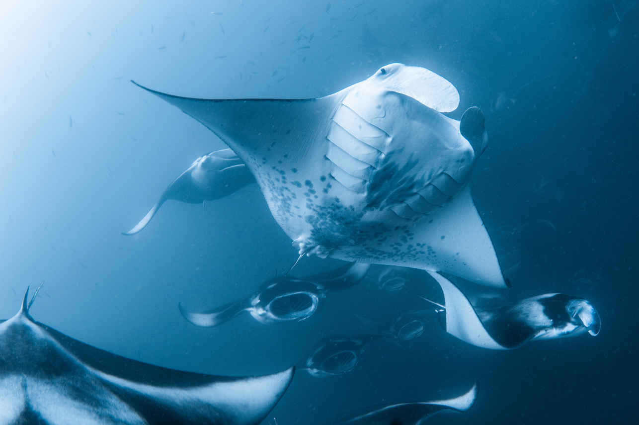Manta - Felicity