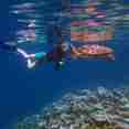 Snorkelling - Felicity