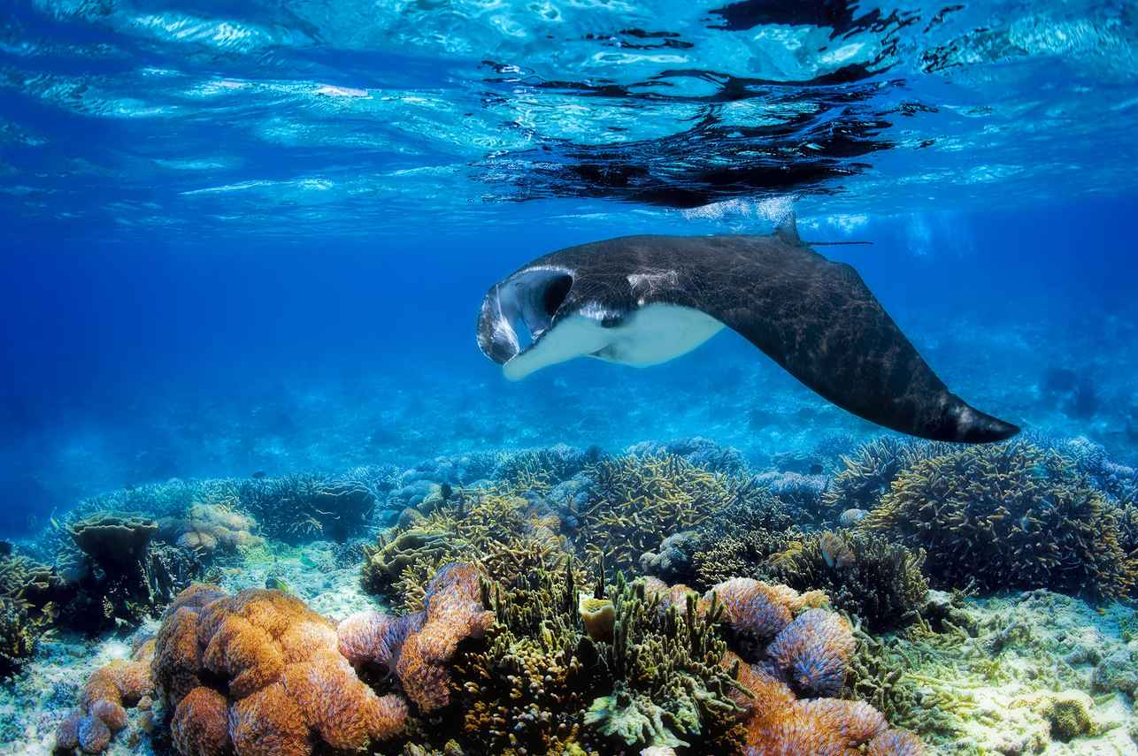 Mantarog - Yasawa Princess II