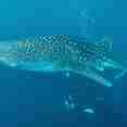 Marine Life