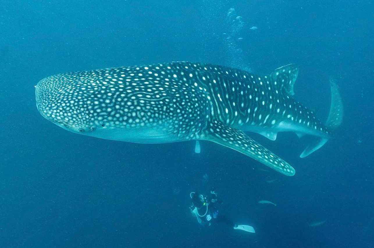 Marine Life