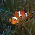 #marinelife  - Marie Ines