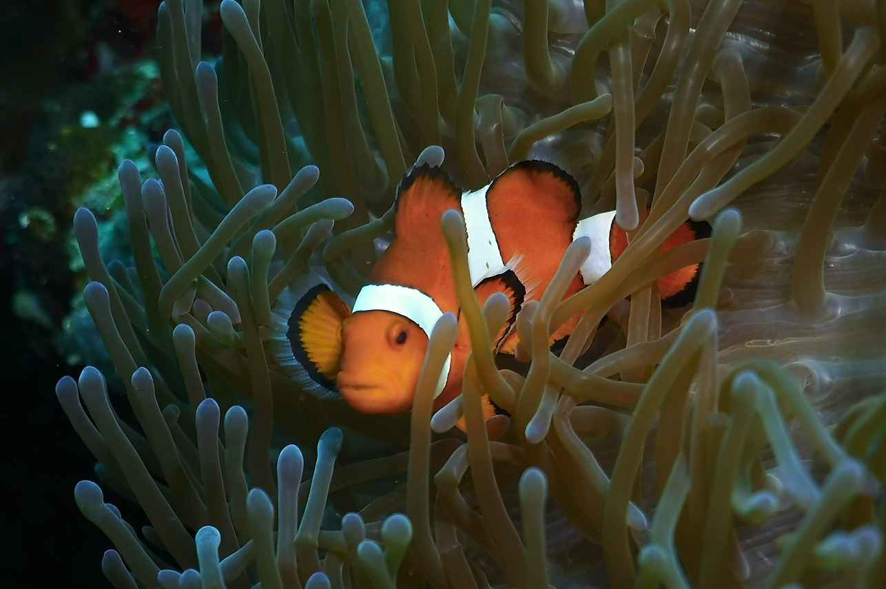 #marinelife - Marie Ines
