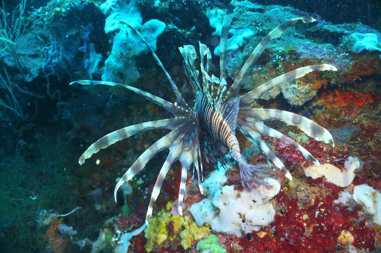 #marinelife - Marie Ines