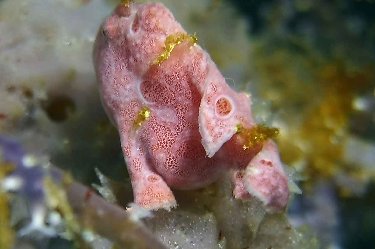 #marinelife - Marie Ines