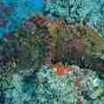 #marinelife  - Marie Ines