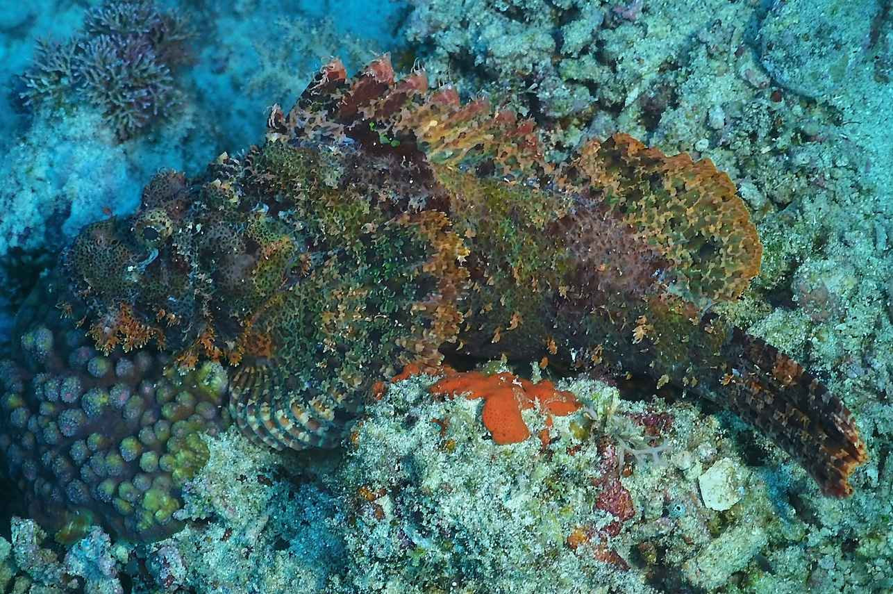 #marinelife - Marie Ines