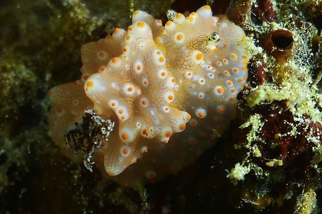 #marinelife - Marie Ines