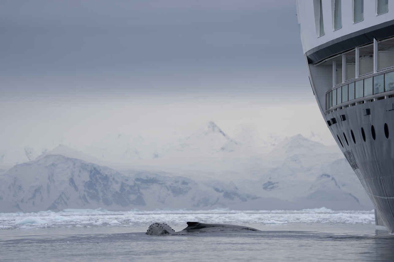 Whale beside Douglas Mawson Antarctica